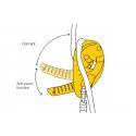 Discensore autofrenante PETZL I'D S