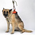 Imbragatura per cani Kong Smeus